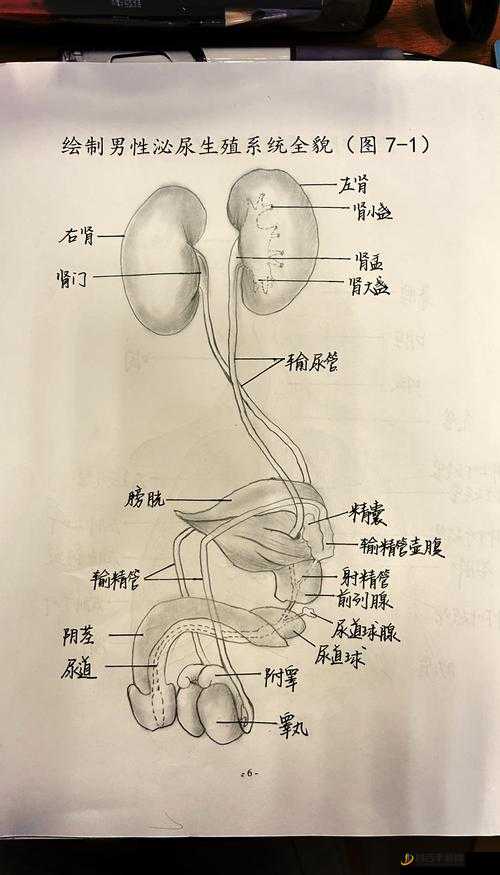 什么样的胎头：探索双腿间硬硬的胎头湿漉漉的挤出来的奥秘