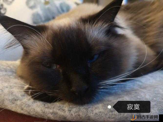 色猫直播：打造精彩多元的互动娱乐新平台